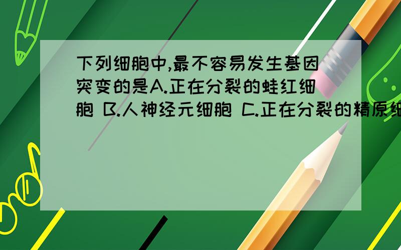 下列细胞中,最不容易发生基因突变的是A.正在分裂的蛙红细胞 B.人神经元细胞 C.正在分裂的精原细胞D.蛙原肠胚细胞