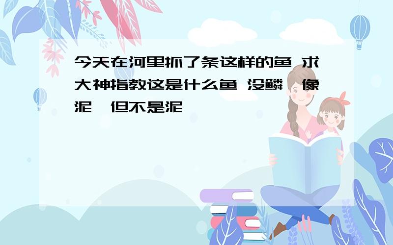 今天在河里抓了条这样的鱼 求大神指教这是什么鱼 没鳞,像泥鳅但不是泥鳅