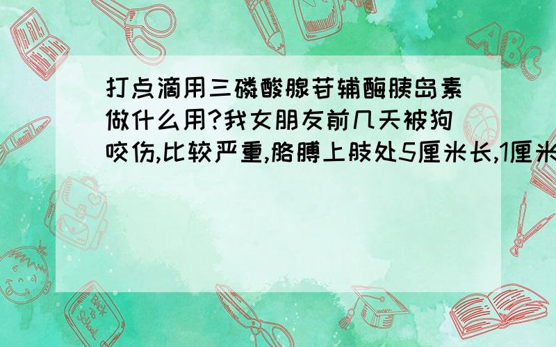 打点滴用三磷酸腺苷辅酶胰岛素做什么用?我女朋友前几天被狗咬伤,比较严重,胳膊上肢处5厘米长,1厘米深的口子.前几天用药是1头孢唑肟呐2胸腺肽3丹参酮4奥销唑后来用葛根素代替了丹参酮,