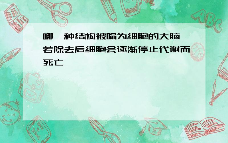 哪一种结构被喻为细胞的大脑,若除去后细胞会逐渐停止代谢而死亡