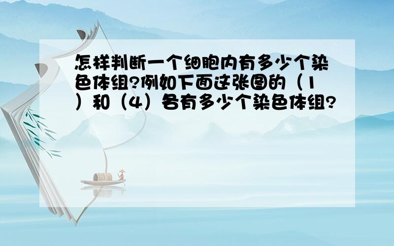 怎样判断一个细胞内有多少个染色体组?例如下面这张图的（1）和（4）各有多少个染色体组?