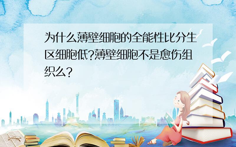 为什么薄壁细胞的全能性比分生区细胞低?薄壁细胞不是愈伤组织么?