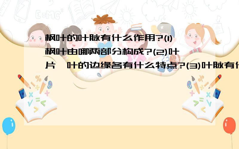 枫叶的叶脉有什么作用?(1)枫叶由哪两部分构成?(2)叶片、叶的边缘各有什么特点?(3)叶脉有什么作用?(4)枫树叶的叶柄有什么特点?(5)你知道枫叶秋天为什么会变红吗?