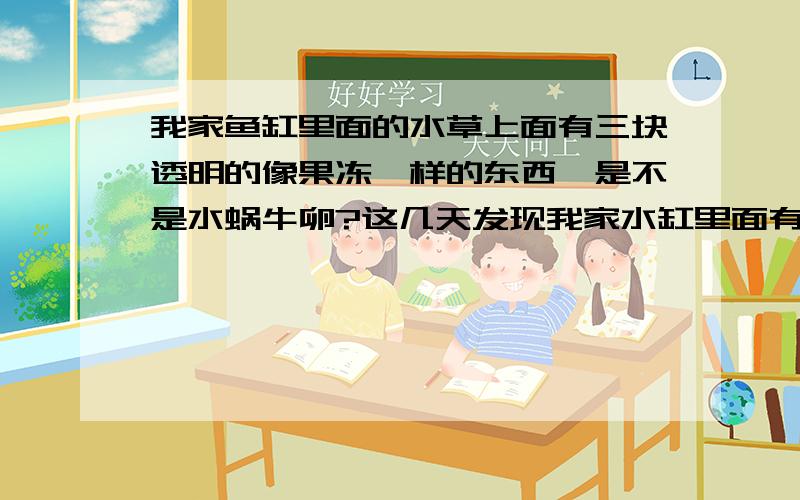 我家鱼缸里面的水草上面有三块透明的像果冻一样的东西,是不是水蜗牛卵?这几天发现我家水缸里面有三块透明的,圆圆的东西,大概有半颗黄豆这么大,在水里面看里面好像一个大泡泡里面有