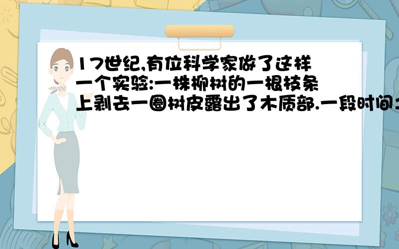 17世纪,有位科学家做了这样一个实验:一株柳树的一根枝条上剥去一圈树皮露出了木质部.一段时间之后,他发现剥去树皮后的枝条可以继续生长,但切口上方的树皮明显增厚,甚至形成了瘤状物.