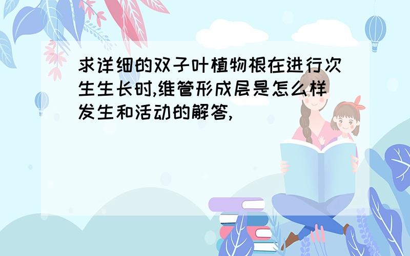 求详细的双子叶植物根在进行次生生长时,维管形成层是怎么样发生和活动的解答,