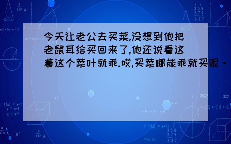 今天让老公去买菜,没想到他把老鼠耳给买回来了,他还说看这着这个菜叶就乖.哎,买菜哪能乖就买呢··服了他了.