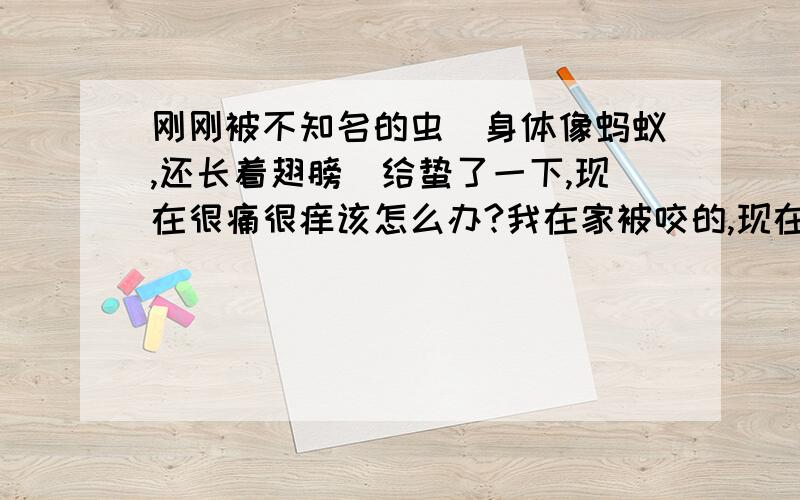 刚刚被不知名的虫（身体像蚂蚁,还长着翅膀）给蛰了一下,现在很痛很痒该怎么办?我在家被咬的,现在非常痛,摸上去也很痛没有肿起来啊，关键是很痛很痒