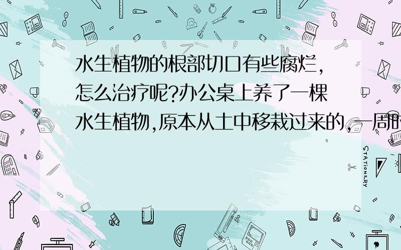 水生植物的根部切口有些腐烂,怎么治疗呢?办公桌上养了一棵水生植物,原本从土中移栽过来的,一周时间了,叶子绿油油的挺精神,根部的白白的新根也冒出来了,就是当初移栽时候的切口有发霉