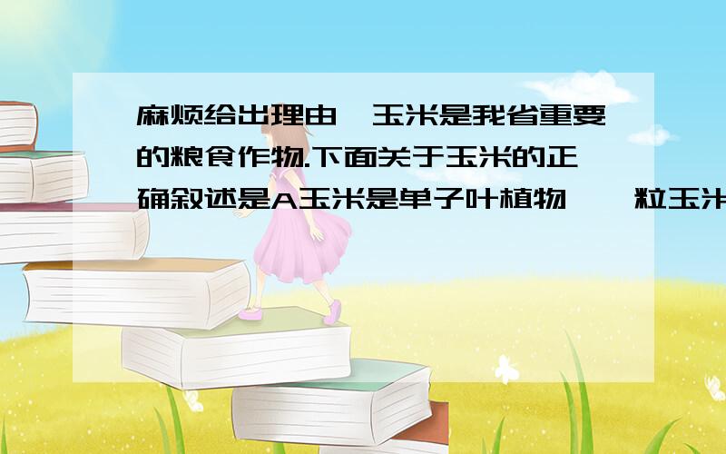 麻烦给出理由,玉米是我省重要的粮食作物.下面关于玉米的正确叙述是A玉米是单子叶植物,一粒玉米是由一个胚珠发育来的B在新鲜的玉米种子剖面上滴加碘液,变蓝的是胚C种子萌发时,胚根首