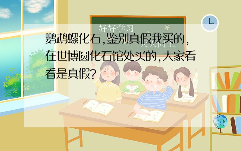 鹦鹉螺化石,鉴别真假我买的,在世博圆化石馆处买的,大家看看是真假?