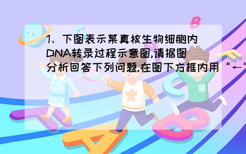 1、下图表示某真核生物细胞内DNA转录过程示意图,请据图分析回答下列问题.在图下方框内用“←”或“→”标出转录方向.网上说“转录是边解旋边转录的”,可是怎么看哪一边是解旋啊?哪一