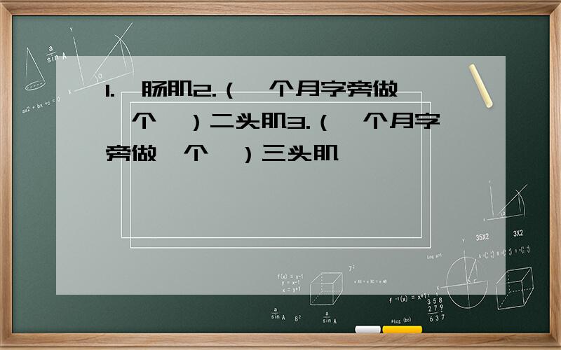 1.腓肠肌2.（一个月字旁做一个厷）二头肌3.（一个月字旁做一个厷）三头肌