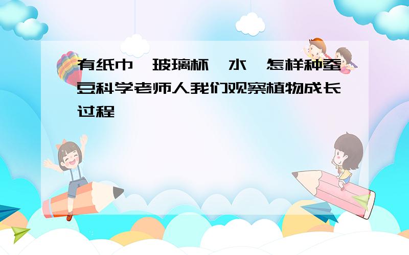 有纸巾、玻璃杯、水,怎样种蚕豆科学老师人我们观察植物成长过程