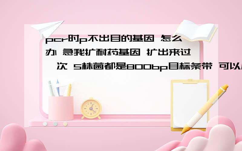 pcr时p不出目的基因 怎么办 急我扩耐药基因 扩出来过一次 5株菌都是800bp目标条带 可以后就再也没有扩出来 有两个菌竟然扩出1300bp的带 为何 引物没有问题哈