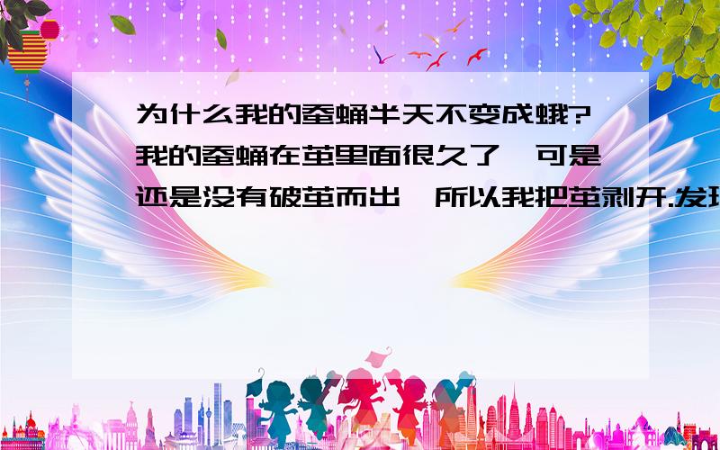 为什么我的蚕蛹半天不变成蛾?我的蚕蛹在茧里面很久了,可是还是没有破茧而出,所以我把茧剥开.发现里面是红色的蚕蛹,像毛毛虫,很肥.再问一个,蚕蛹不依靠茧,是否能破茧而出呢?(而且都不