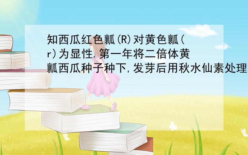 知西瓜红色瓤(R)对黄色瓤(r)为显性.第一年将二倍体黄瓤西瓜种子种下,发芽后用秋水仙素处理,得到四倍体西瓜植株；以该四倍体西瓜植株为母本,以二倍体纯合红瓤西瓜为父本进行杂交,所结