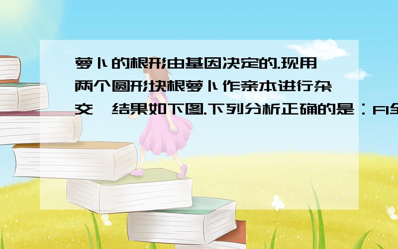 萝卜的根形由基因决定的.现用两个圆形块根萝卜作亲本进行杂交,结果如下图.下列分析正确的是：F1全是扁形块根,F2扁形：圆形：长形=9:6:1为什么说扁形块根是显性性状是错的