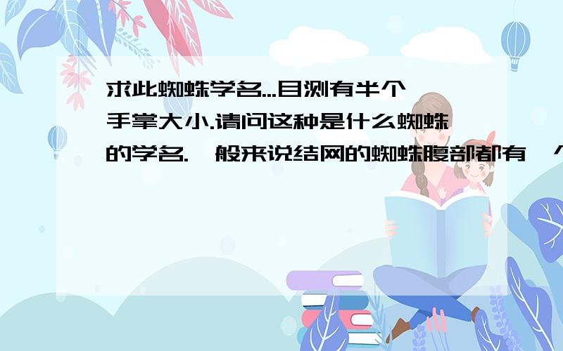 求此蜘蛛学名...目测有半个手掌大小.请问这种是什么蜘蛛的学名.一般来说结网的蜘蛛腹部都有一个大大的丝囊~我看这种类似虎跳蛛类的.腿部长.而且粗.