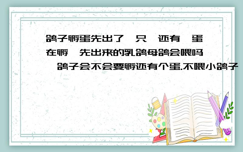 鸽子孵蛋先出了一只,还有一蛋在孵,先出来的乳鸽母鸽会喂吗,鸽子会不会要孵还有个蛋.不喂小鸽子