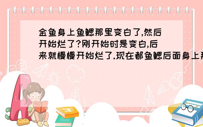 金鱼身上鱼鳃那里变白了,然后开始烂了?刚开始时是变白,后来就慢慢开始烂了.现在都鱼鳃后面身上那地方都烂出来个洞了.我有高锰酸钾啊 已经往鱼缸里撒了.鱼缸底上都是紫色的,但水没变