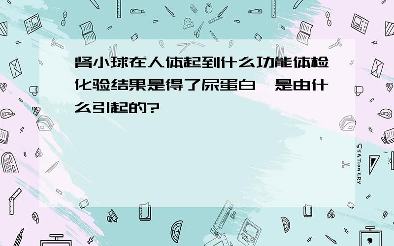 肾小球在人体起到什么功能体检化验结果是得了尿蛋白,是由什么引起的?