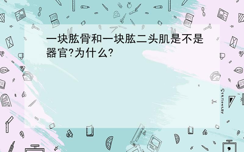 一块肱骨和一块肱二头肌是不是器官?为什么?