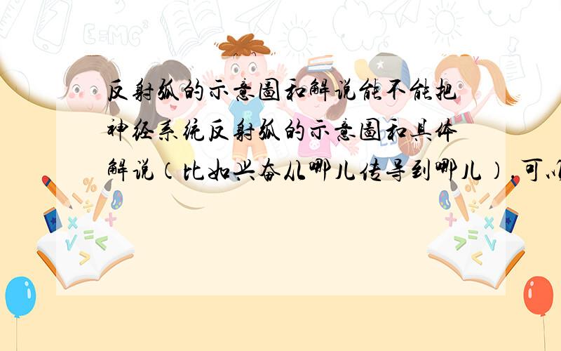 反射弧的示意图和解说能不能把神经系统反射弧的示意图和具体解说（比如兴奋从哪儿传导到哪儿）.可以以膝跳反射的反射弧为示例,但最好给一个比较有代表性和普遍性的示例.