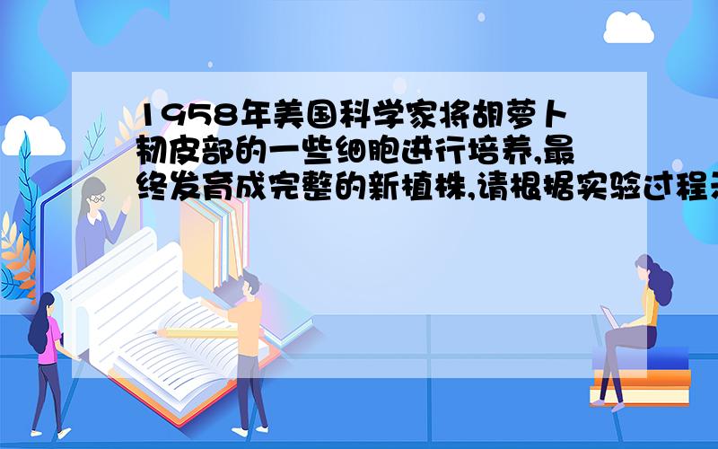 1958年美国科学家将胡萝卜韧皮部的一些细胞进行培养,最终发育成完整的新植株,请根据实验过程示意图分析完成：1、过程2取出的根韧皮部细胞能否进行细胞分裂?为什么?2、该过程在生物技