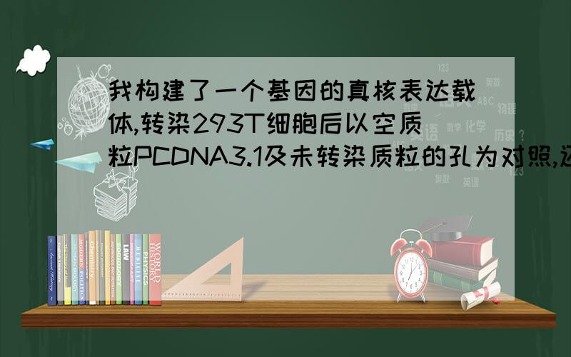 我构建了一个基因的真核表达载体,转染293T细胞后以空质粒PCDNA3.1及未转染质粒的孔为对照,还有一个以PBS代替一抗的未转染质粒的孔为对照,结果只有PBS代替一抗的孔未被染色,其余孔都被染色