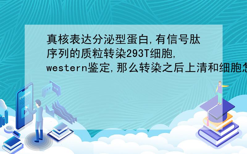 真核表达分泌型蛋白,有信号肽序列的质粒转染293T细胞,western鉴定,那么转染之后上清和细胞怎样收样?主要是样品的收集问题,我做western阳性对照都出来了,但是待检样做不出来,细胞核上清要分