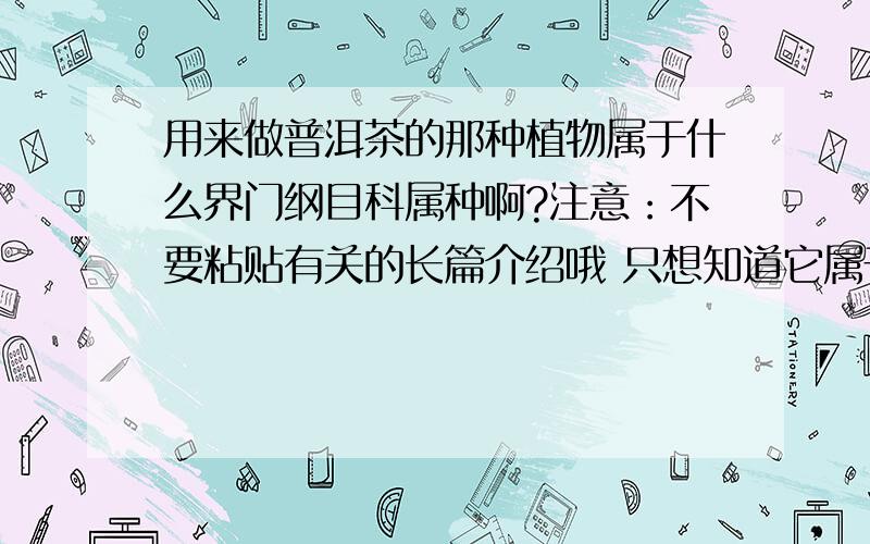 用来做普洱茶的那种植物属于什么界门纲目科属种啊?注意：不要粘贴有关的长篇介绍哦 只想知道它属于什么界门纲目科属种 回答不要超过50字