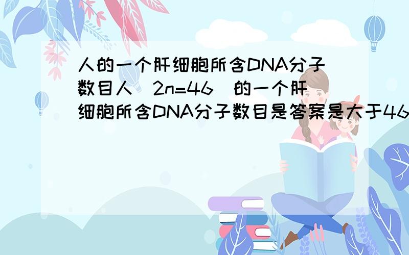 人的一个肝细胞所含DNA分子数目人（2n=46）的一个肝细胞所含DNA分子数目是答案是大于46