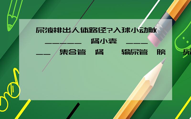 尿液排出人体路径?入球小动脉→_____→肾小囊→_____→集合管→肾盂→输尿管→膀胱→尿道→体外