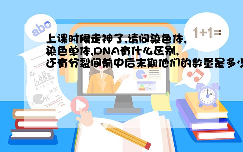 上课时候走神了,请问染色体,染色单体,DNA有什么区别,还有分裂间前中后末期他们的数量是多少,为什么.thank you