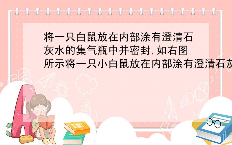 将一只白鼠放在内部涂有澄清石灰水的集气瓶中并密封,如右图所示将一只小白鼠放在内部涂有澄清石灰水的集气瓶中并密封,如右图所示.发现小白鼠仍可存活一段时间,且瓶壁逐渐变模糊,回