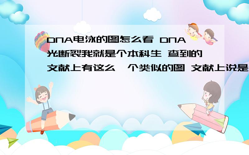 DNA电泳的图怎么看 DNA光断裂我就是个本科生 查到的文献上有这么一个类似的图 文献上说是合成的那个产物对DNA的插入性较好 还提到DNA cleavage我现在看不懂这图每个泳道代表什么意思 是不