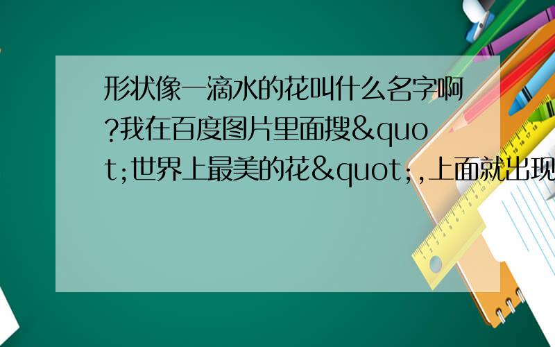 形状像一滴水的花叫什么名字啊?我在百度图片里面搜"世界上最美的花",上面就出现了这个图片.但不知道叫什么名字,..