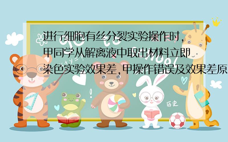 进行细胞有丝分裂实验操作时,甲同学从解离液中取出材料立即染色实验效果差,甲操作错误及效果差原因乙将已染好色的材料立即盖上盖玻片,看不清细胞,则乙的错误是,看不清细胞的原因丙