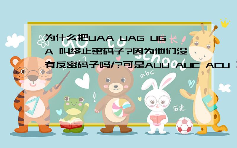 为什么把UAA UAG UGA 叫终止密码子?因为他们没有反密码子吗/?可是AUU AUC ACU 不是可以和他们碱基配对吗?那样的话,不就可以作为他们的反密码子了?