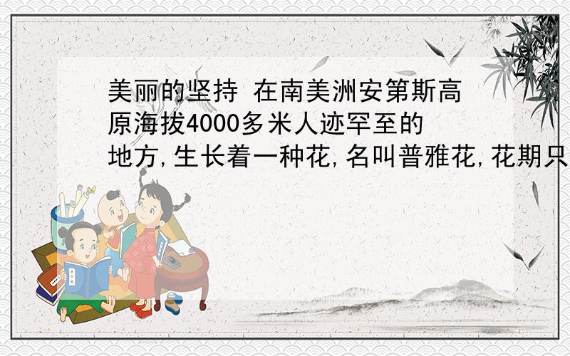 美丽的坚持 在南美洲安第斯高原海拔4000多米人迹罕至的地方,生长着一种花,名叫普雅花,花期只有两个月,花开之时极为绚丽.然而,谁会想到,为了两个月的花期,它竟然等了100年.100年中,它只是