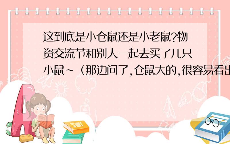 这到底是小仓鼠还是小老鼠?物资交流节和别人一起去买了几只小鼠~（那边问了,仓鼠大的,很容易看出来,是20块钱,还有些小的卖,好像是小鼠仔10块钱1只,买了2只回家.木头渣,什么的放进去,又