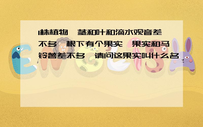 1株植物,茎和叶和滴水观音差不多,根下有个果实,果实和马铃薯差不多,请问这果实叫什么名