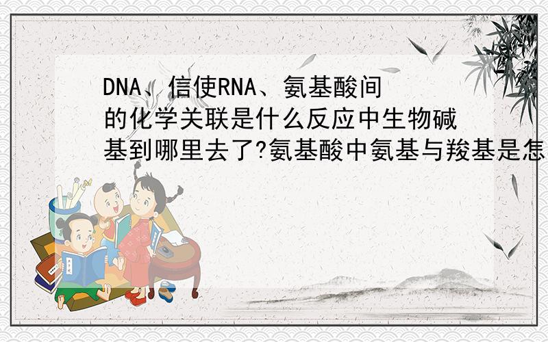 DNA、信使RNA、氨基酸间的化学关联是什么反应中生物碱基到哪里去了?氨基酸中氨基与羧基是怎样产生的?回答一下这两个问题就行了.