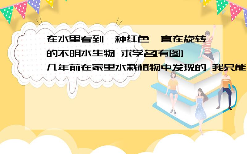 在水里看到一种红色一直在旋转的不明水生物 求学名[有图]几年前在家里水栽植物中发现的 我只能用妖艳和变态能形容了 会动的 感觉不是植物什么的.微生物寄生虫或幼虫一类的吧 百度了