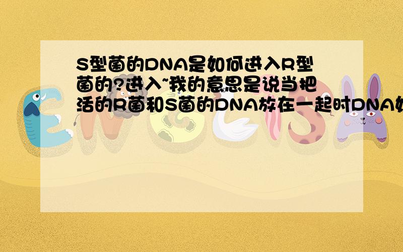 S型菌的DNA是如何进入R型菌的?进入~我的意思是说当把活的R菌和S菌的DNA放在一起时DNA如何进入R菌..应该不会是R菌主动运输的吧..