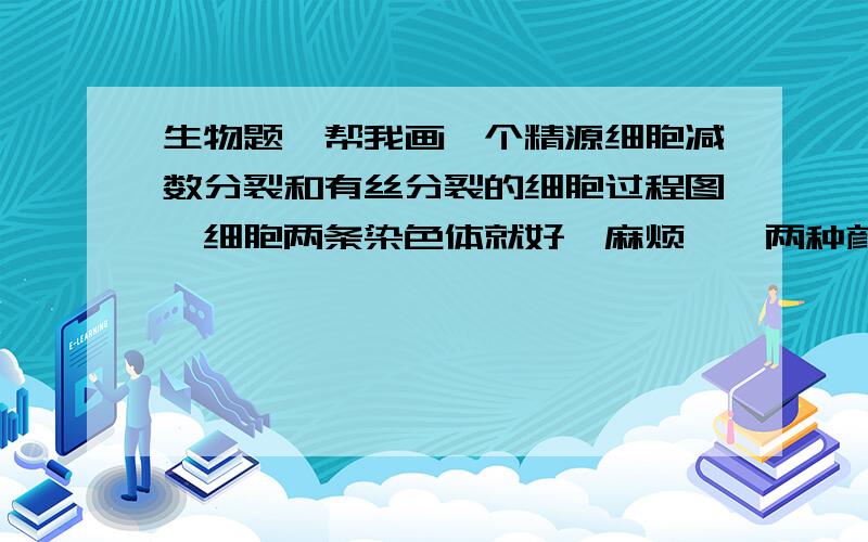 生物题,帮我画一个精源细胞减数分裂和有丝分裂的细胞过程图,细胞两条染色体就好,麻烦咯,两种颜色的笔噢