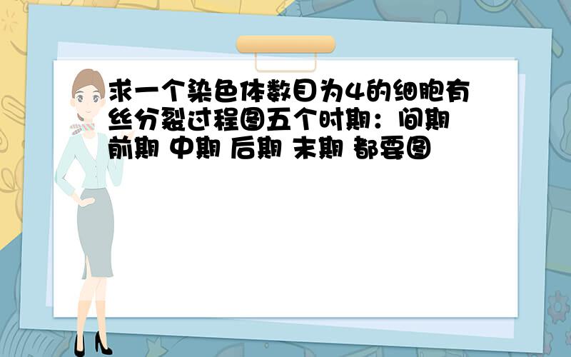 求一个染色体数目为4的细胞有丝分裂过程图五个时期：间期 前期 中期 后期 末期 都要图