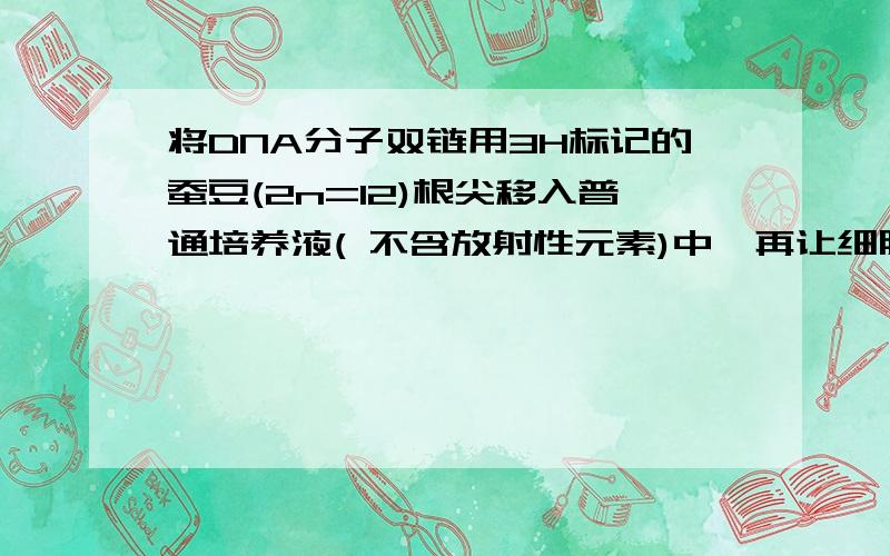 将DNA分子双链用3H标记的蚕豆(2n=12)根尖移入普通培养液( 不含放射性元素)中,再让细胞连续进行有丝分裂.根据如图所示判断在普通培养液中的第三次有丝分裂中期,细胞中染色体的标记情况依