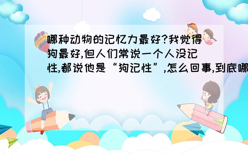 哪种动物的记忆力最好?我觉得狗最好,但人们常说一个人没记性,都说他是“狗记性”,怎么回事,到底哪种动物记忆力最好?我认为狗的记忆力最强,是因为狗能隔好几十年,都能记住杀害主人的